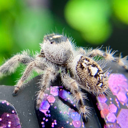 Dark & White Regal Jumping Spider Female i9 - ELVIRA-1-41