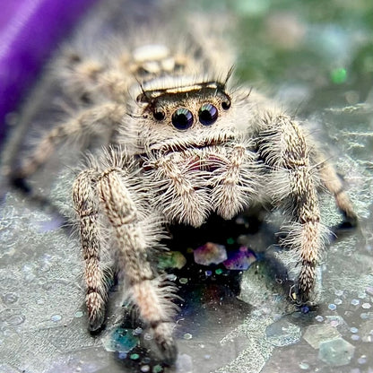 Dark & White Regal Jumping Spider Female i9 - ELVIRA-1-41