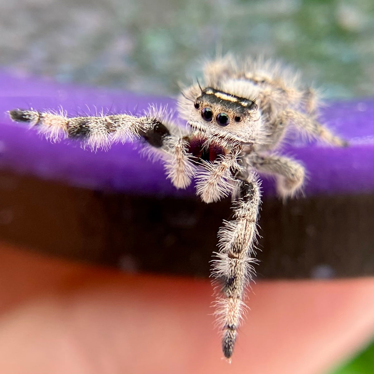 Dark & White Regal Jumping Spider Female i9 - ELVIRA-1-41