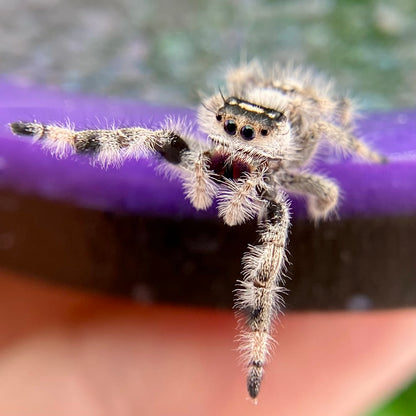 Dark & White Regal Jumping Spider Female i9 - ELVIRA-1-41