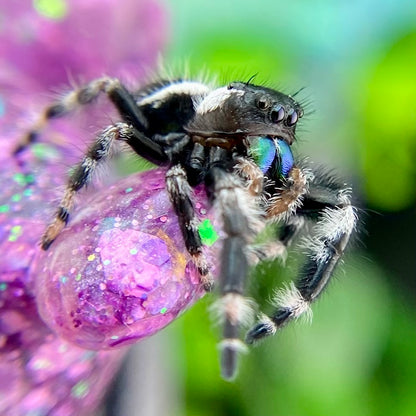 Subadult Unique White Banded Regal Jumping Spider Male - ELVIRA-1-1