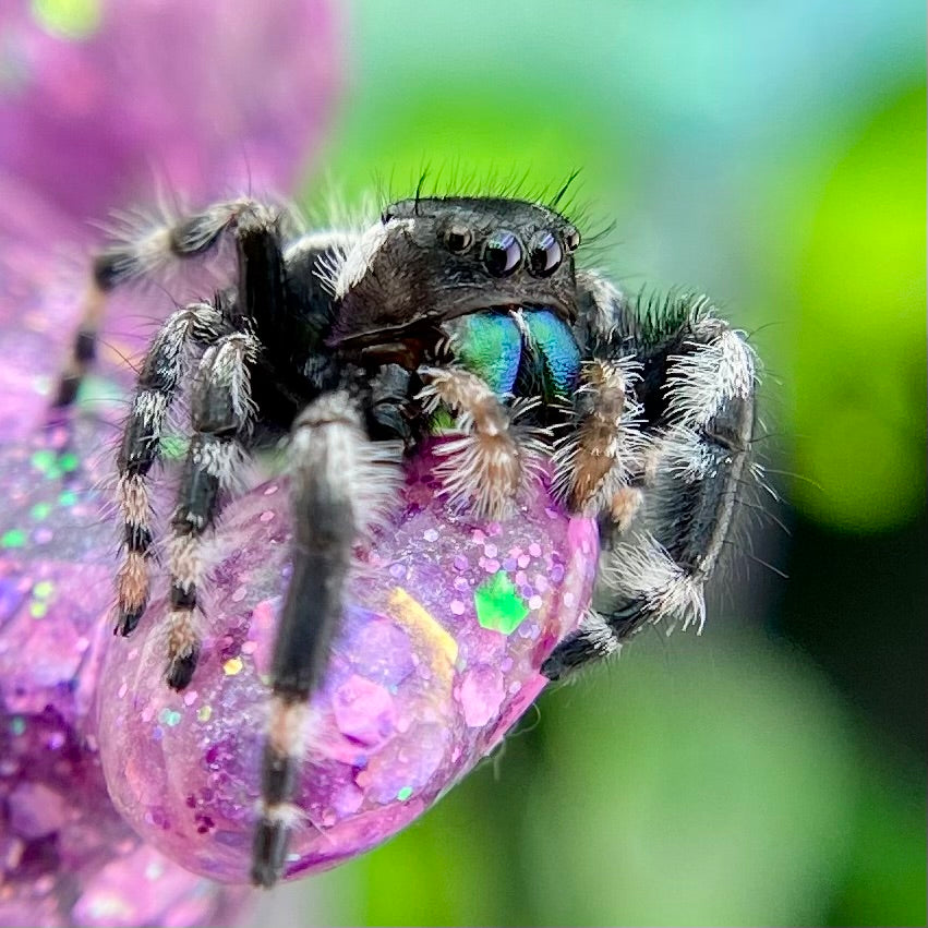 Subadult Unique White Banded Regal Jumping Spider Male - ELVIRA-1-1