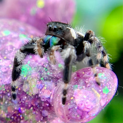 Subadult Unique White Banded Regal Jumping Spider Male - ELVIRA-1-1