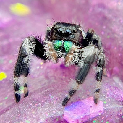 Subadult Unique White Banded Regal Jumping Spider Male - ELVIRA-1-1