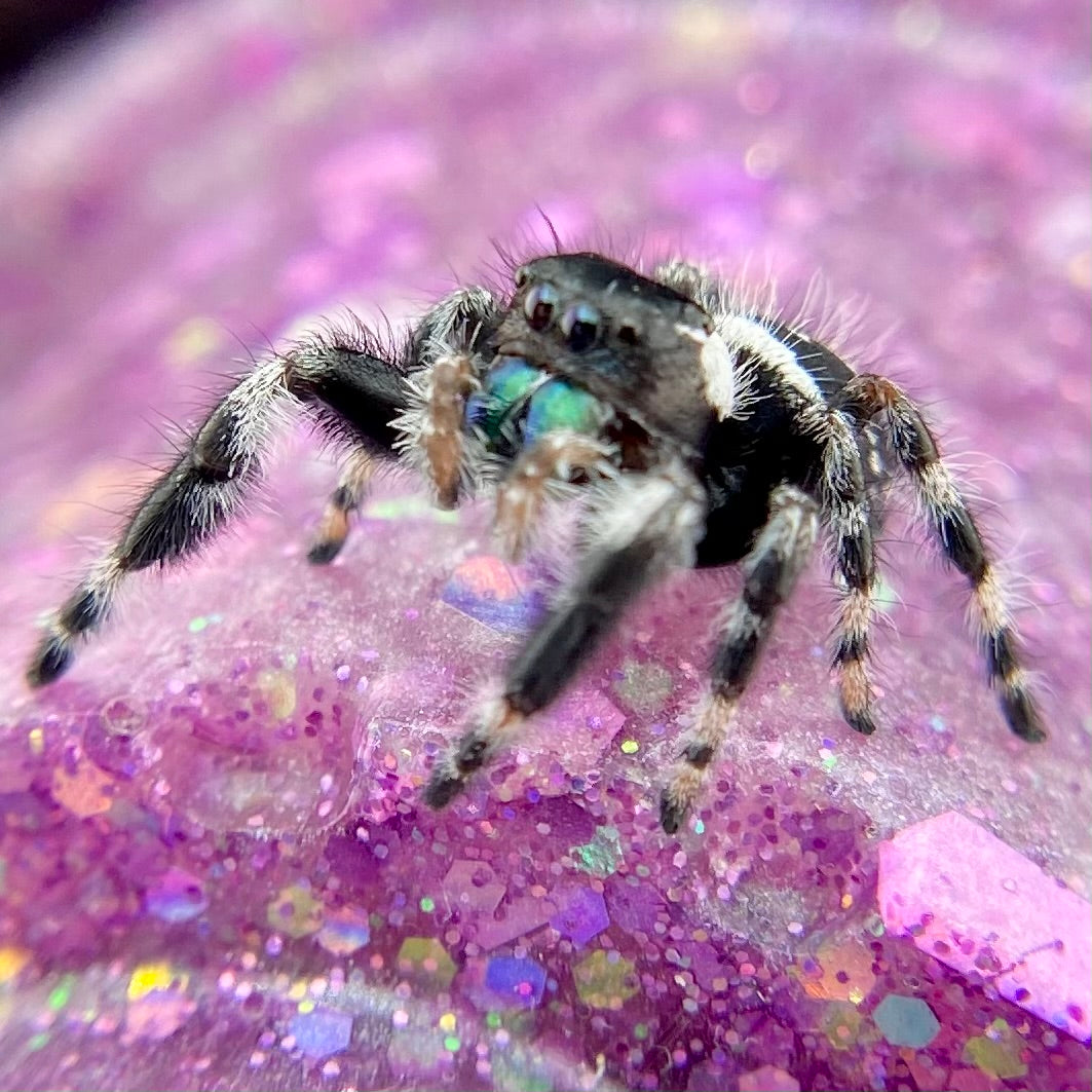 Subadult Unique White Banded Regal Jumping Spider Male - ELVIRA-1-1
