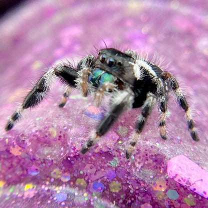 Subadult Unique White Banded Regal Jumping Spider Male - ELVIRA-1-1