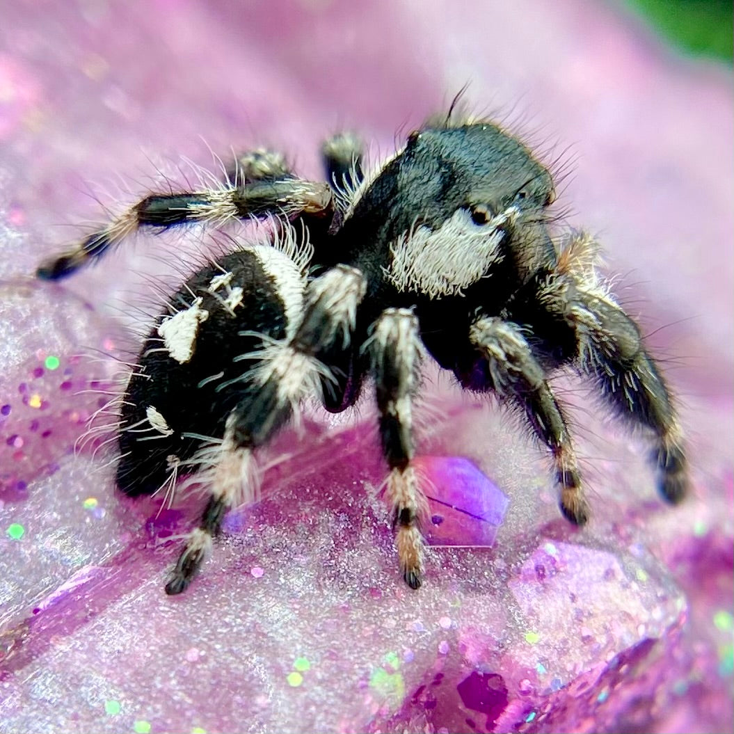 Subadult Unique White Banded Regal Jumping Spider Male - ELVIRA-1-1