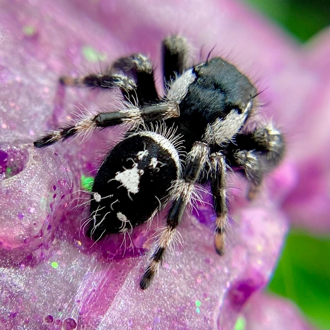 Subadult Unique White Banded Regal Jumping Spider Male - ELVIRA-1-1