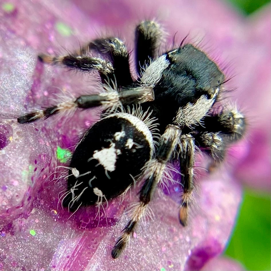 Subadult Unique White Banded Regal Jumping Spider Male - ELVIRA-1-1