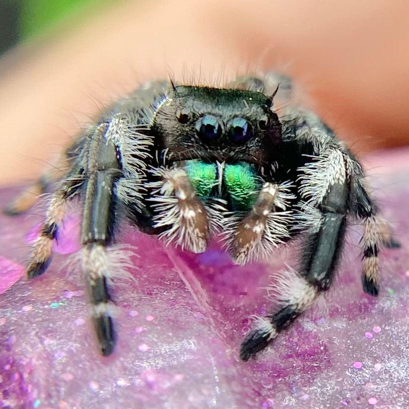 Subadult Unique White Banded Regal Jumping Spider Male - ELVIRA-1-1
