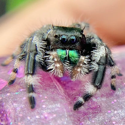 Subadult Unique White Banded Regal Jumping Spider Male - ELVIRA-1-1