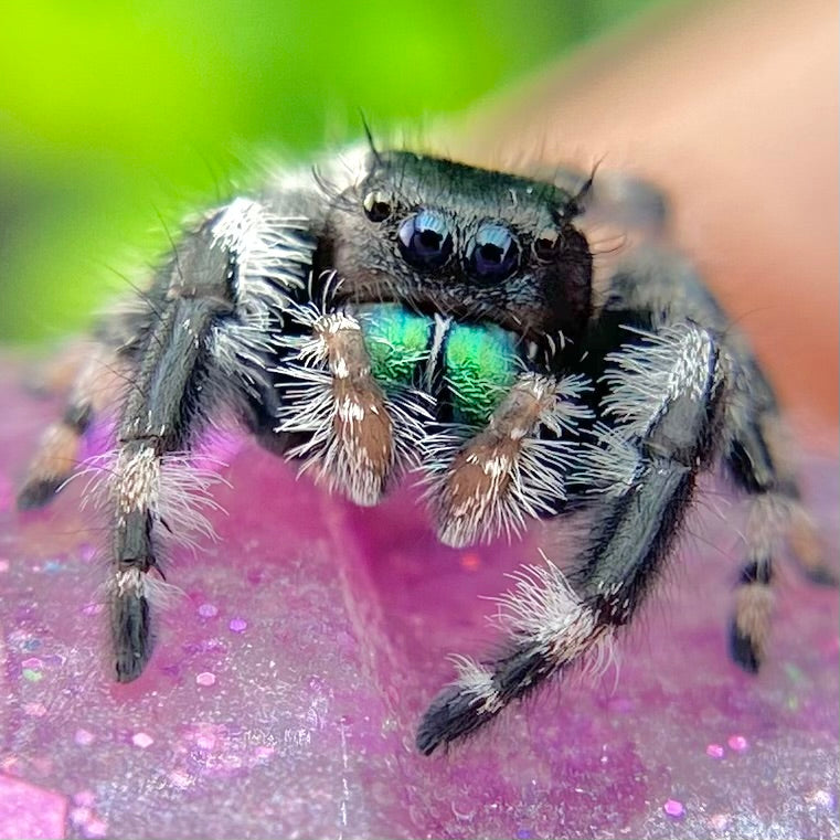 Subadult Unique White Banded Regal Jumping Spider Male - ELVIRA-1-1