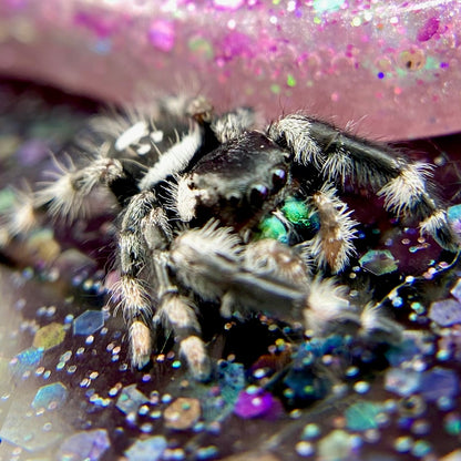 Subadult Unique White Banded Regal Jumping Spider Male - ELVIRA-1-1