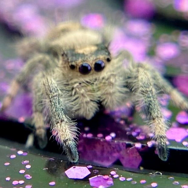 Regal Jumping Spider Female Juvenile i7 - AURORA-1-8