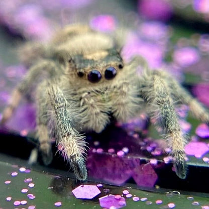Regal Jumping Spider Female Juvenile i7 - AURORA-1-8