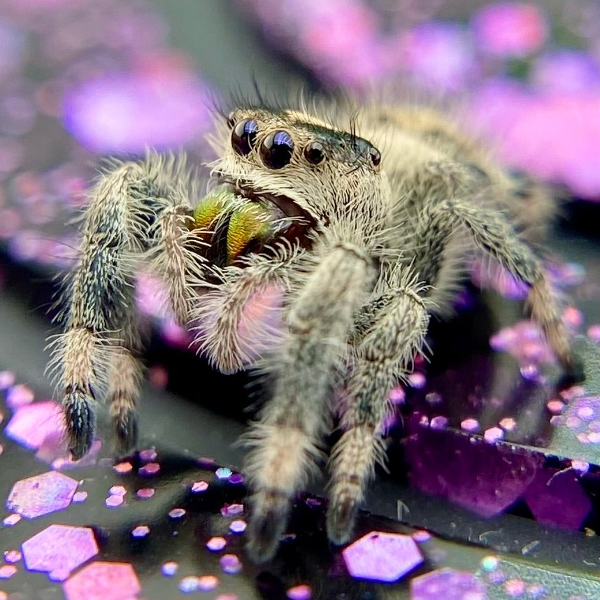 Regal Jumping Spider Female Juvenile i7 - AURORA-1-8