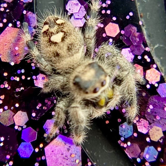 Regal Jumping Spider Female Juvenile i7 - AURORA-1-8