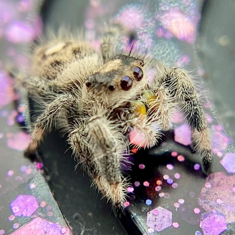 Regal Jumping Spider Female Juvenile i7 - AURORA-1-8