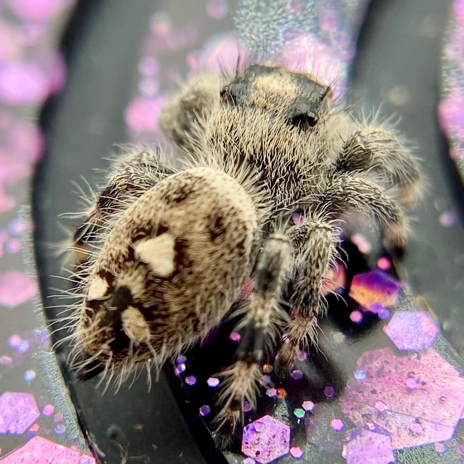 Regal Jumping Spider Female Juvenile i7 - AURORA-1-8