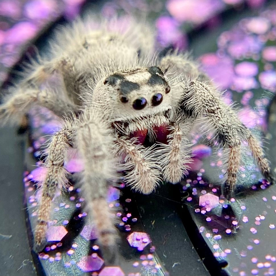 White & Cream Regal Jumping Spider Female - i10 - PANDORA-1-43