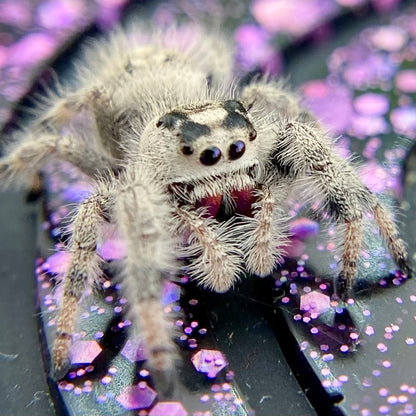 White & Cream Regal Jumping Spider Female - i10 - PANDORA-1-43