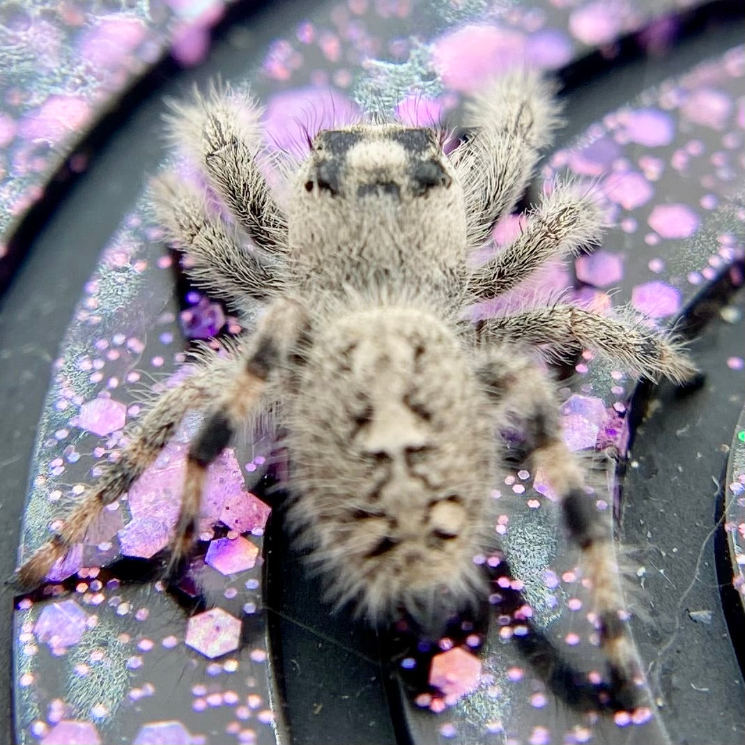 White & Cream Regal Jumping Spider Female - i10 - PANDORA-1-43