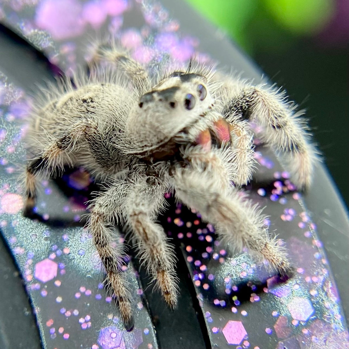 White & Cream Regal Jumping Spider Female - i10 - PANDORA-1-43