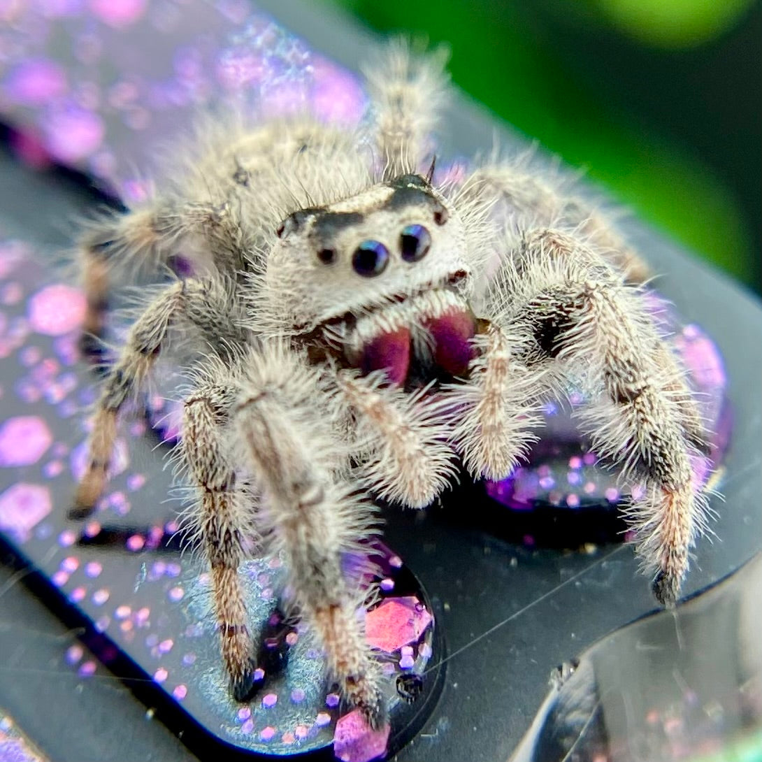 White & Cream Regal Jumping Spider Female - i10 - PANDORA-1-43