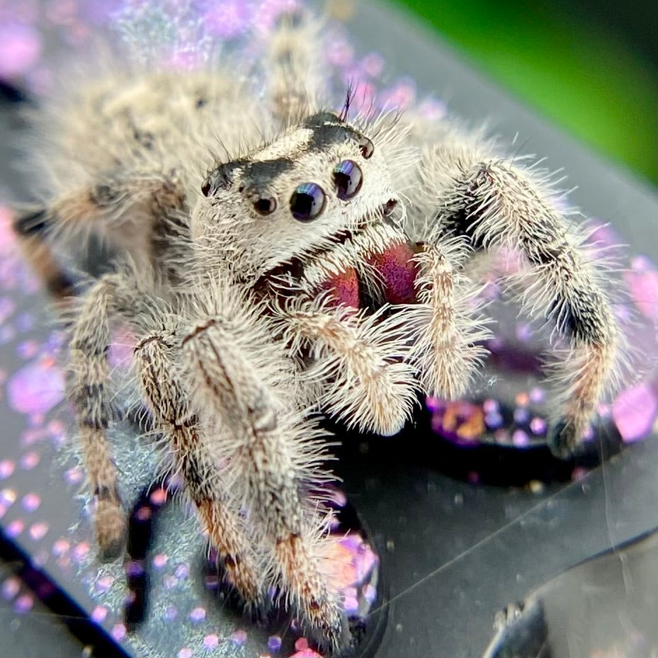 White & Cream Regal Jumping Spider Female - i10 - PANDORA-1-43