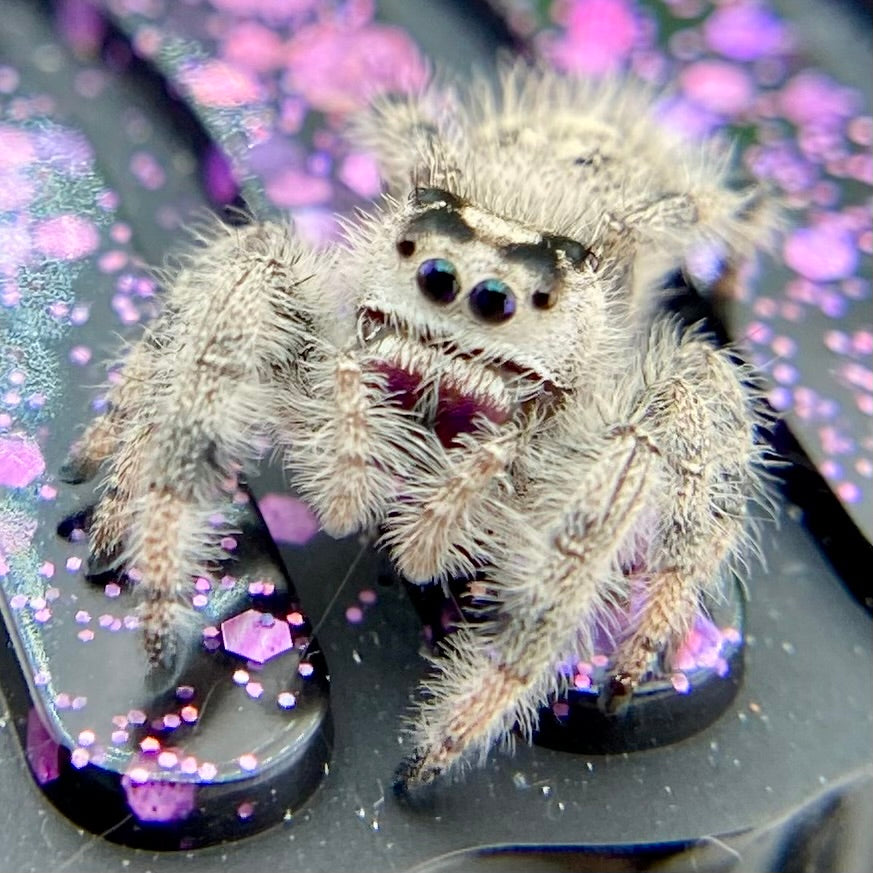 White & Cream Regal Jumping Spider Female - i10 - PANDORA-1-43