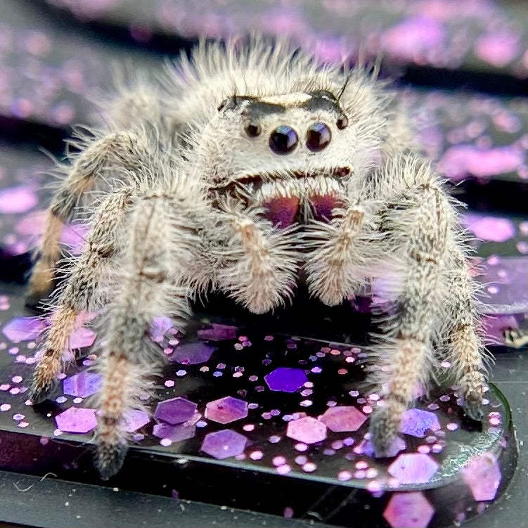 White & Cream Regal Jumping Spider Female - i10 - PANDORA-1-43