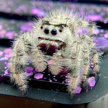 White & Cream Regal Jumping Spider Female - i10 - PANDORA-1-43