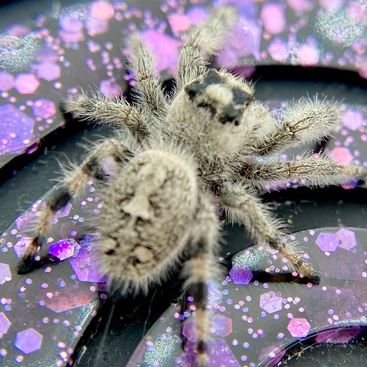 White & Cream Regal Jumping Spider Female - i10 - PANDORA-1-43