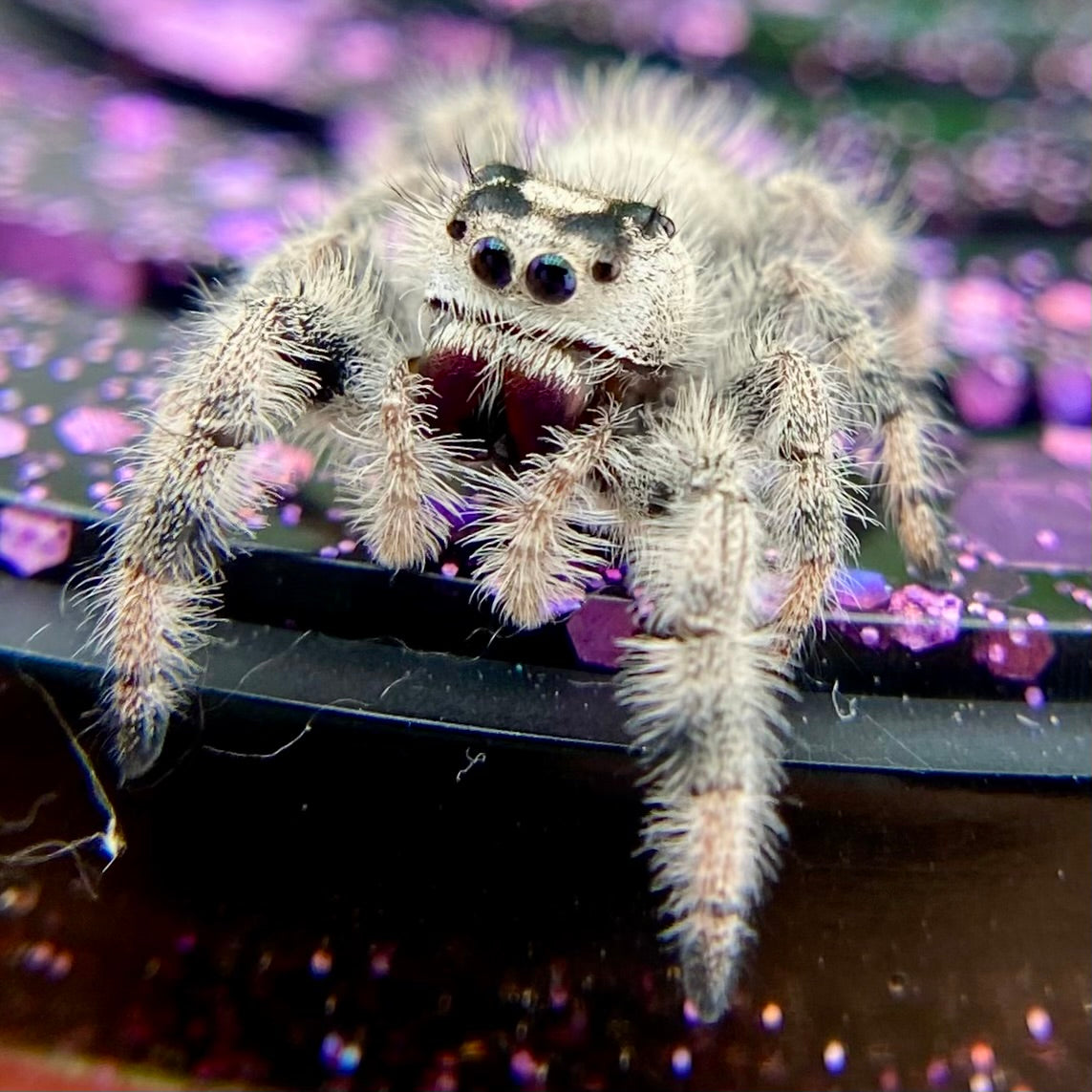 White & Cream Regal Jumping Spider Female - i10 - PANDORA-1-43
