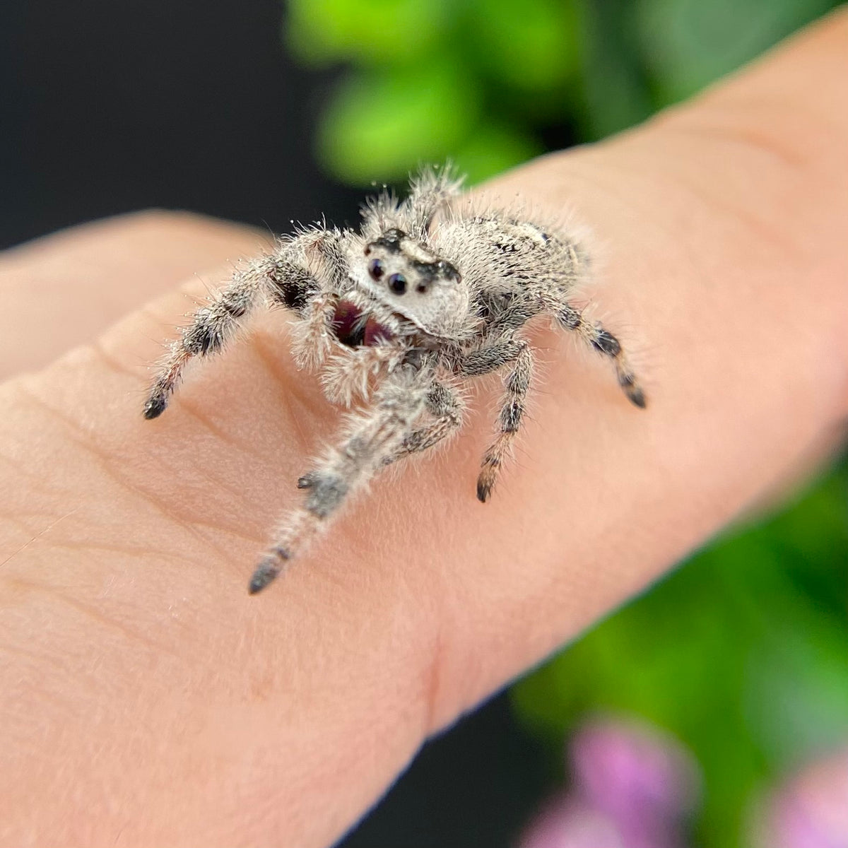 White & Cream Regal Jumping Spider Female - i10 - PANDORA-1-43