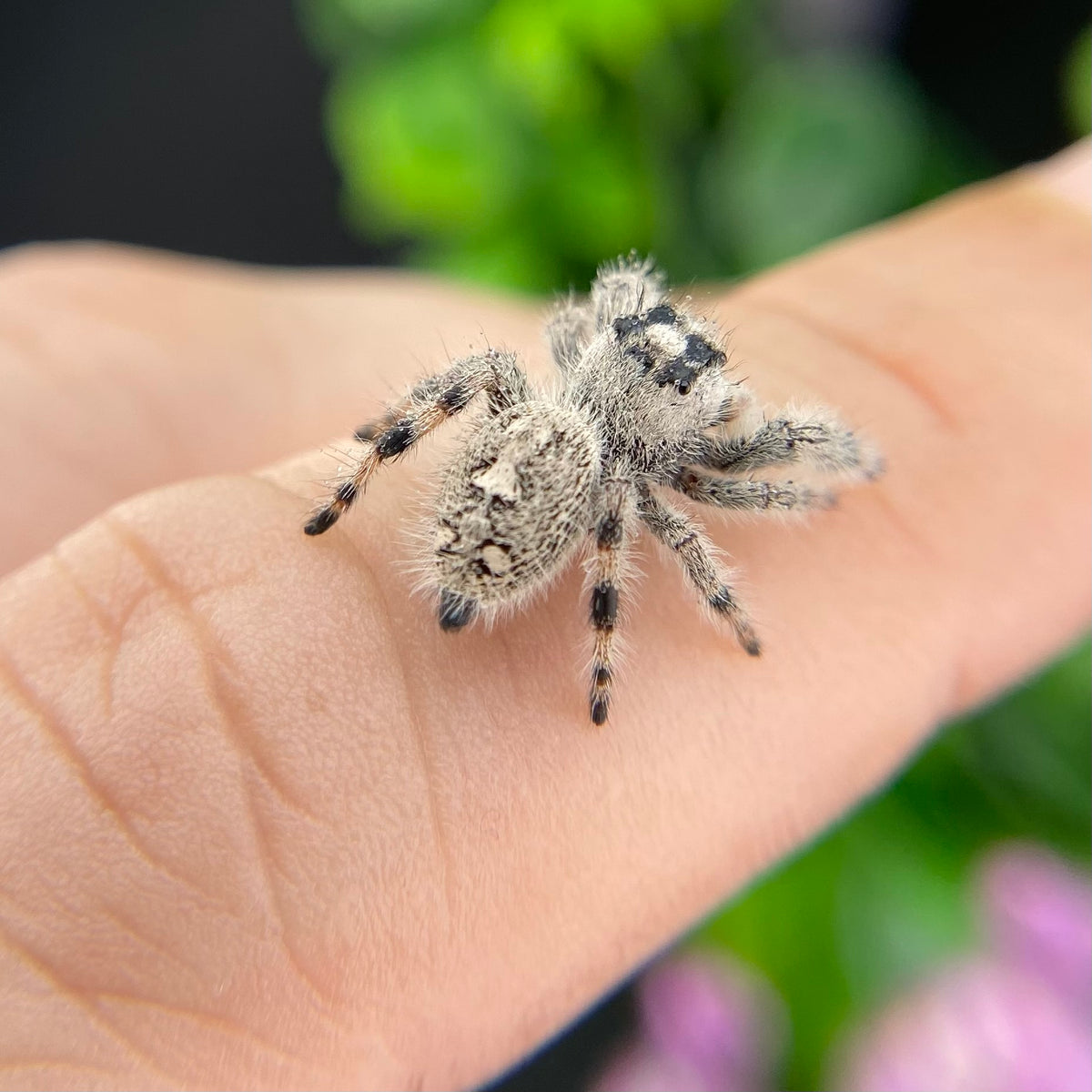 White & Cream Regal Jumping Spider Female - i10 - PANDORA-1-43