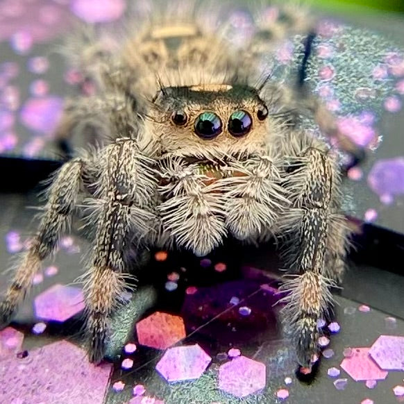 Regal Jumping Spider Female - Juvenile i6 - AUTUMN-1-40