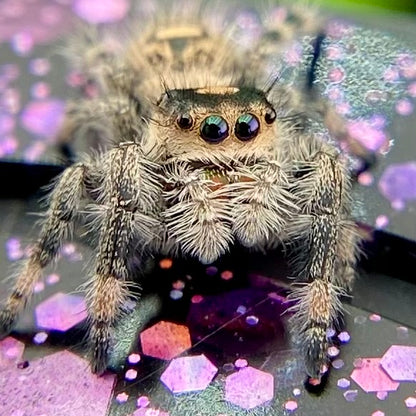 Regal Jumping Spider Female - Juvenile i6 - AUTUMN-1-40