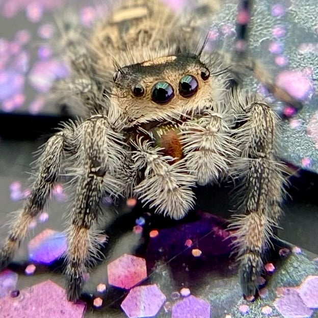 Regal Jumping Spider Female - Juvenile i6 - AUTUMN-1-40