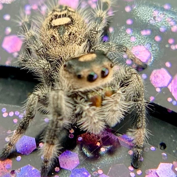 Regal Jumping Spider Female - Juvenile i6 - AUTUMN-1-40