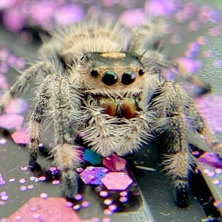 Regal Jumping Spider Female - Juvenile i6 - AUTUMN-1-40