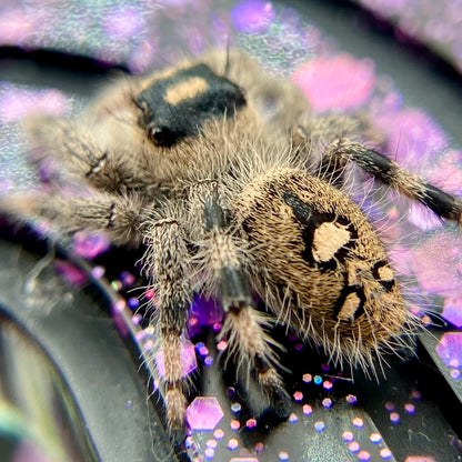 Regal Jumping Spider Female - Juvenile i9 - AUTUMN-1-12