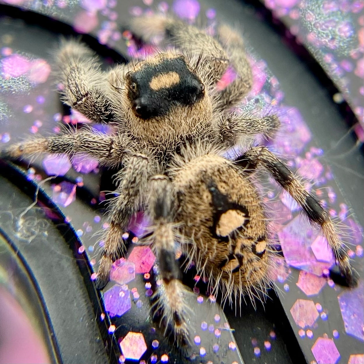 Regal Jumping Spider Female - Juvenile i9 - AUTUMN-1-12