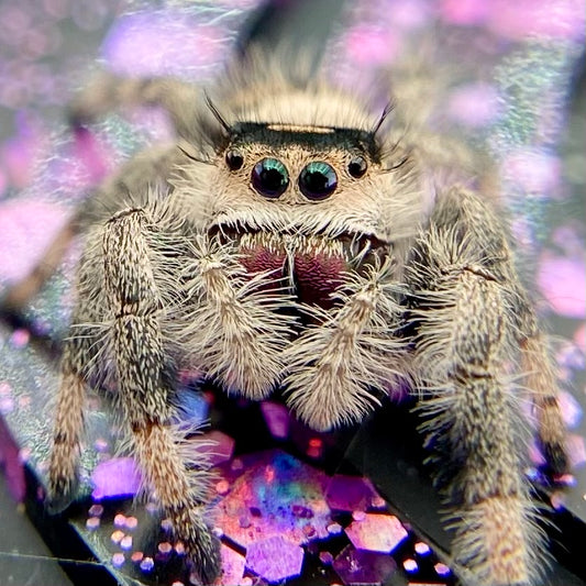 Regal Jumping Spider Female - Juvenile i9 - AUTUMN-1-12