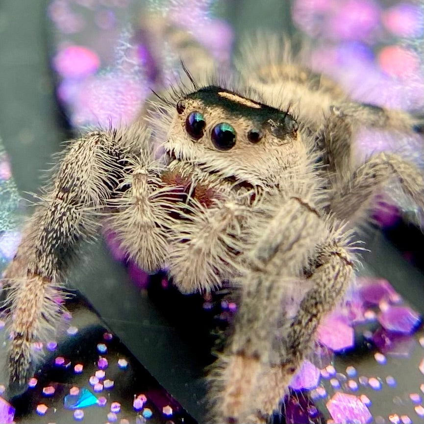 Regal Jumping Spider Female - Juvenile i9 - AUTUMN-1-12