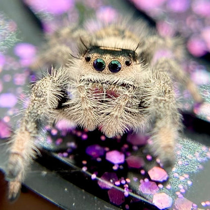 Regal Jumping Spider Female - Juvenile i9 - AUTUMN-1-12