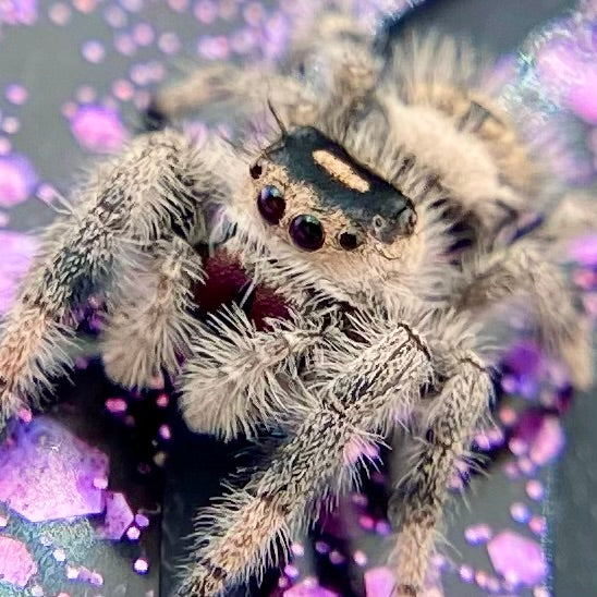 Regal Jumping Spider Female - Juvenile i9 - AUTUMN-1-12