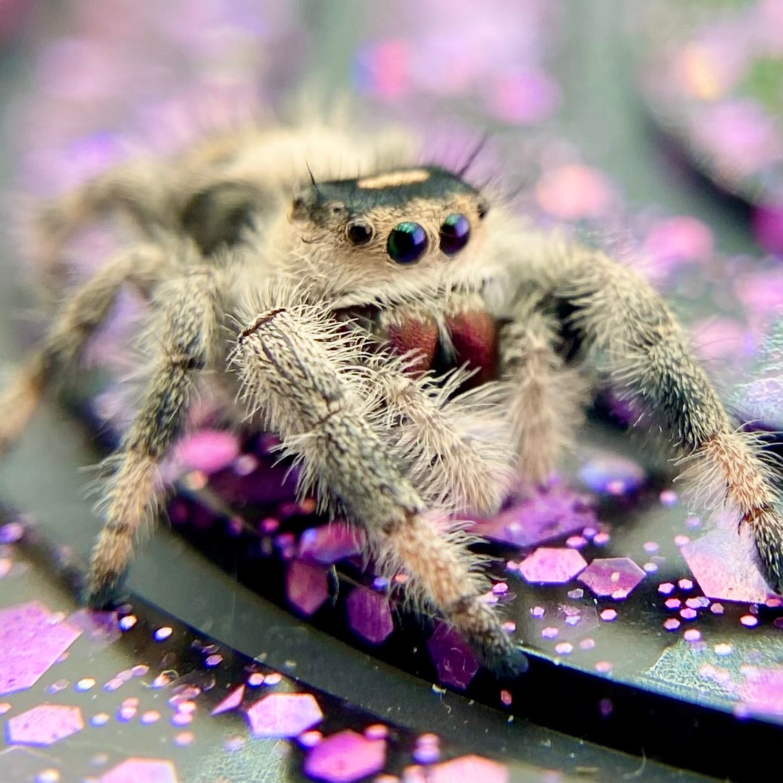 Regal Jumping Spider Female - Juvenile i9 - AUTUMN-1-12
