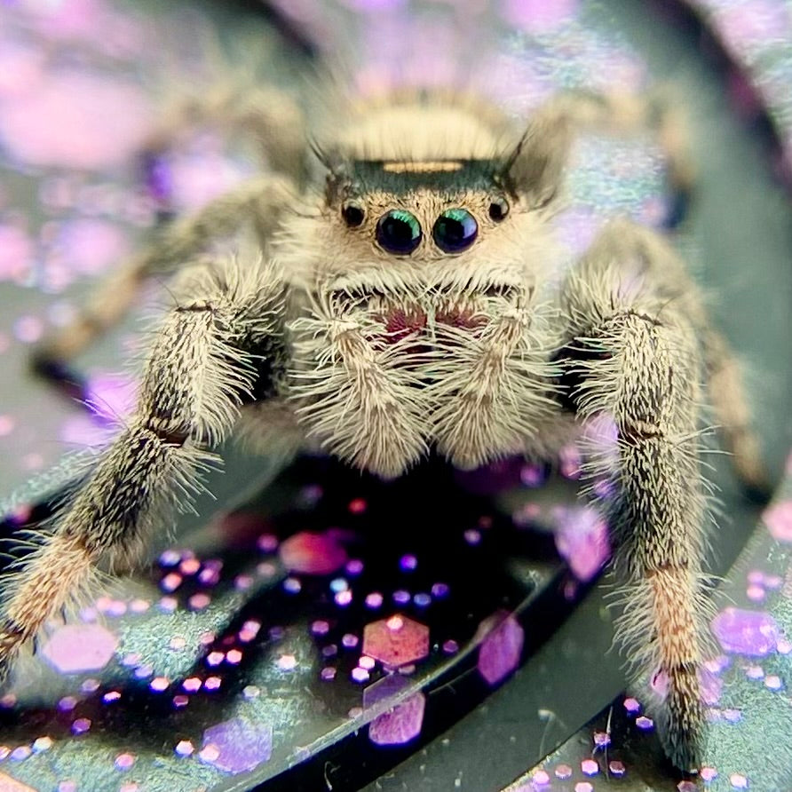 Regal Jumping Spider Female - Juvenile i9 - AUTUMN-1-12