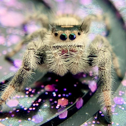 Regal Jumping Spider Female - Juvenile i9 - AUTUMN-1-12